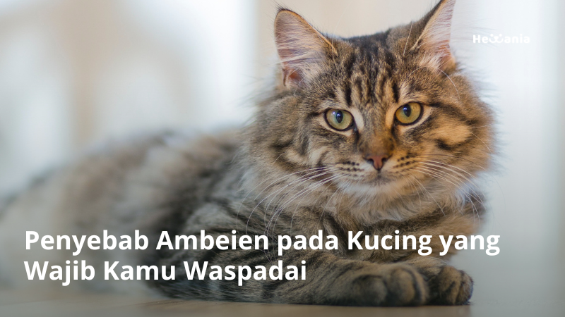 Penyebab Ambeien pada Kucing yang Wajib Kamu Waspadai