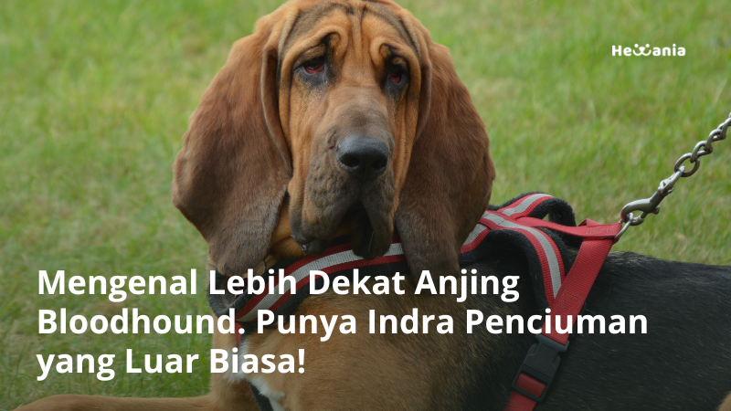 Mengenal Lebih Dekat Anjing Bloodhound. Punya Indra Penciuman yang Luar Biasa!