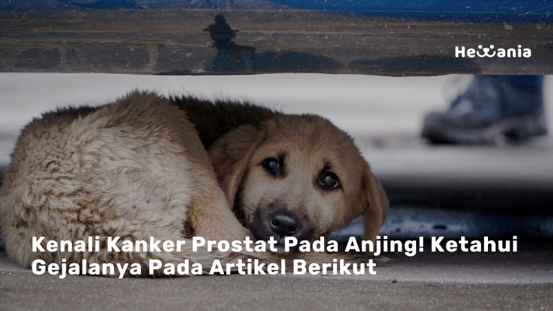 Kanker Prostat Pada Anjing : Prostatic Adenocarcinoma 