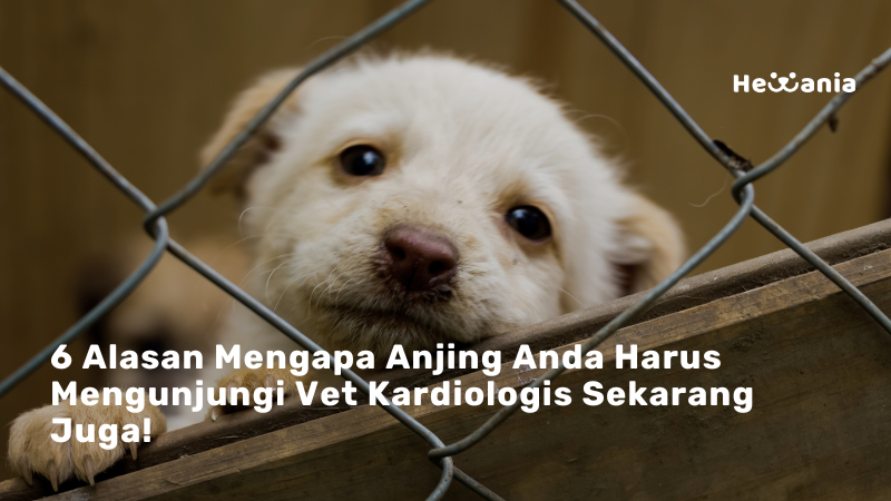 Simak 6 Alasan Anjing Anda Harus Pergi Ke Vet Cardiologist! 