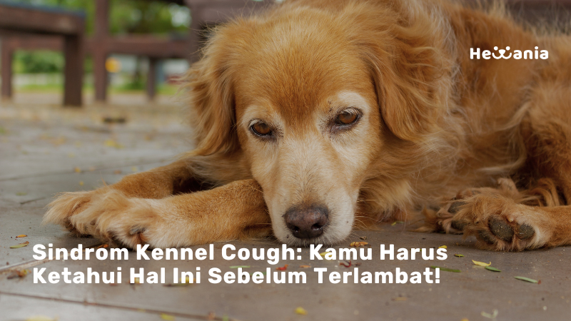 Macam-macam Penyebab Sindrom Kennel Cough pada Anjing