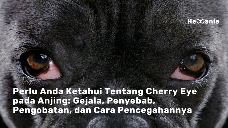 Memahami Cherry Eye pada Anjing: Gejala, Penyebab, Pengobatan, dan Pencegahan