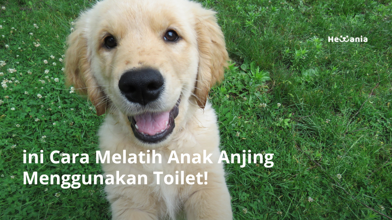 9 Cara Melatih Anak Anjing Menggunakan Toilet
