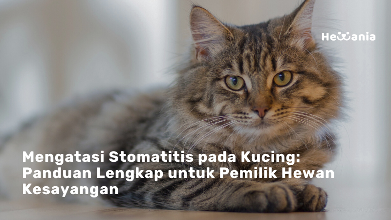 Mengatasi Stomatitis pada Kucing: Pedoman untuk Pemilik Hewan