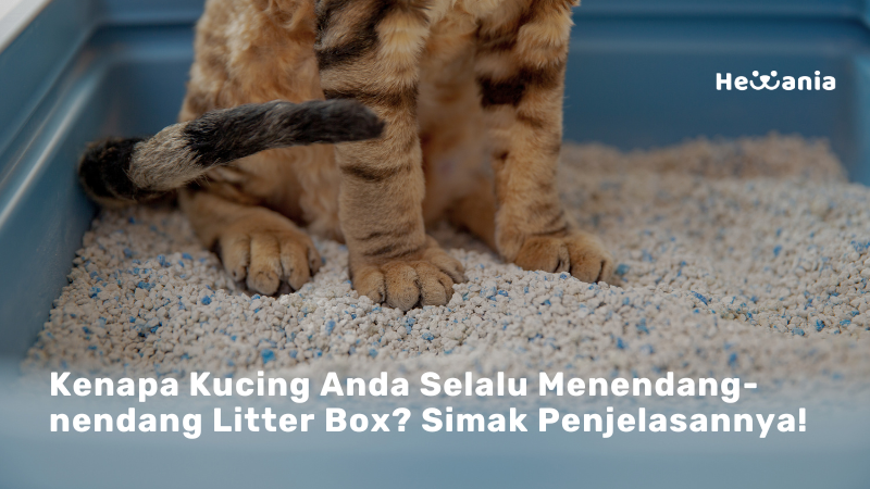Alasan Kucing Senang Menendang Litter Boxnya 