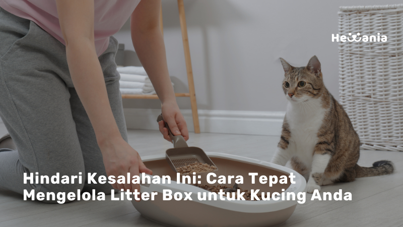 9 Kesalahan Litter Box Yang Harus Anda Hindari!