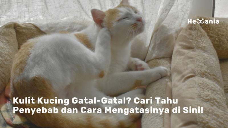 Kenali Penyebab Utama Kulit Gatal pada Kucing: Dari Alergi hingga Parasit