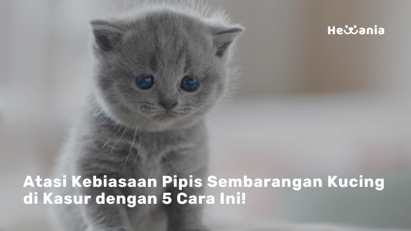 5 Alasan Kucing Anda Suka Pipis Di Kasur 