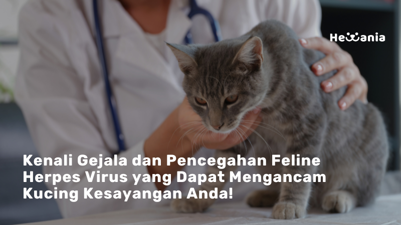 Waspada Infeksi Feline Herpes Virus Pada Kucing Anda! 