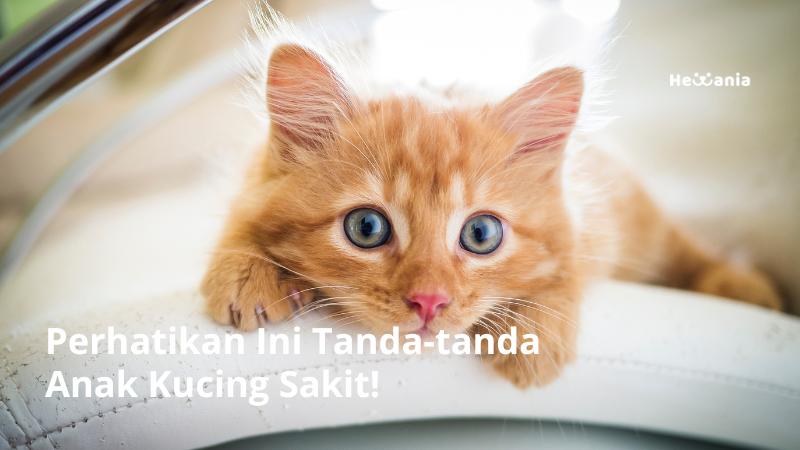 Perhatikan Ini Tanda-tanda Anak Kucing Sakit!