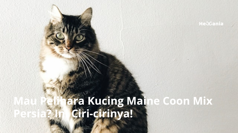 Ciri-ciri Kucing Maine Coon Mix Persia