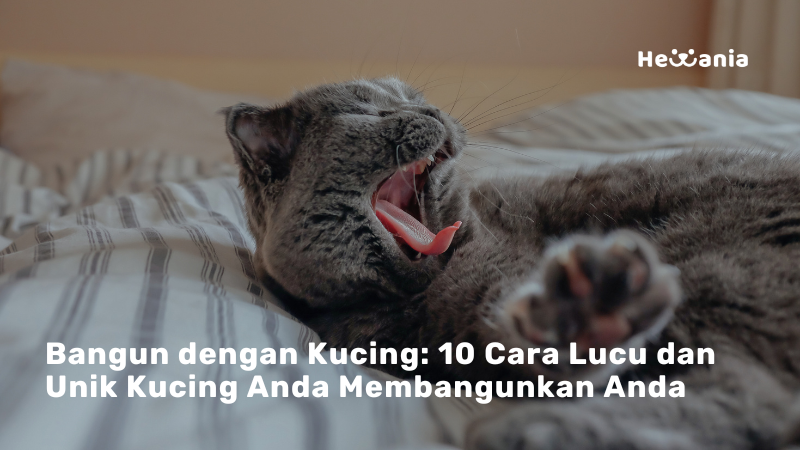 10 Cara Unik Kucing Membangunkan Tidur Anda 