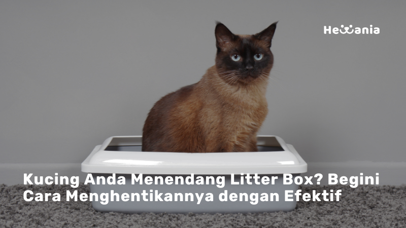 Tips Menghentikan Kucing Menendang Litter Boxnya! 