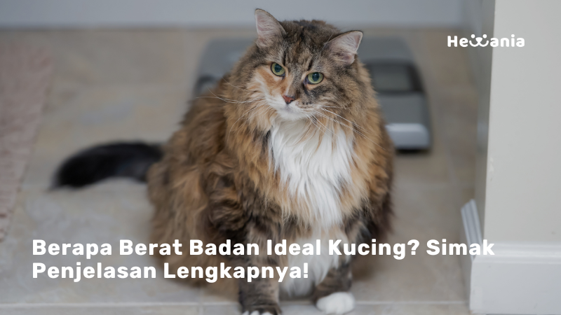 Menghitung Berat Badan Ideal Kucing: Tips dan Trik untuk Pemilik Kucing