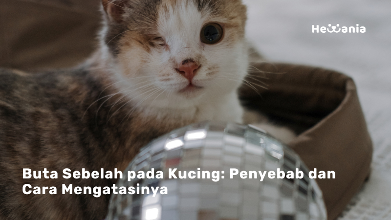 Buta Pada Sebelah Mata Kucing 