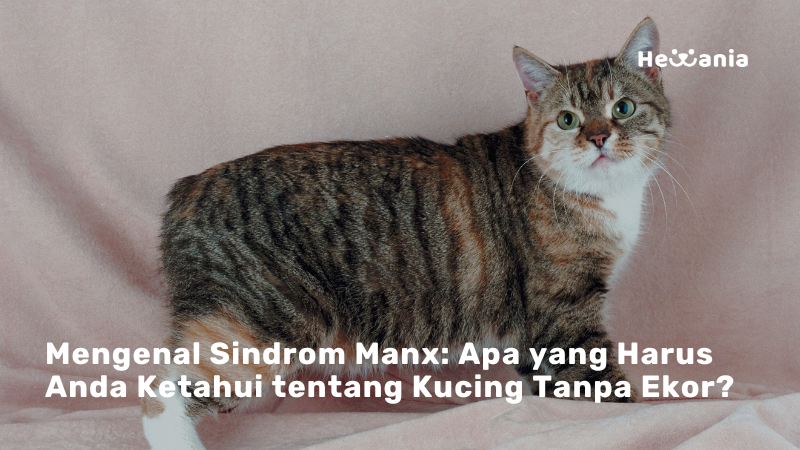Mengenal Sindrom Manx Pada Kucing 