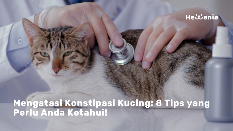 8 Tips Membantu Konstipasi Pada Kucing! 