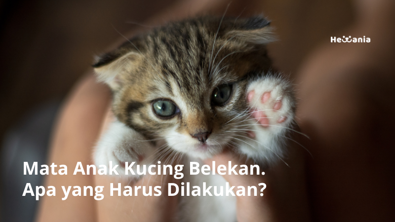 Mata Anak Kucing Belekan. Apa yang Harus Dilakukan?