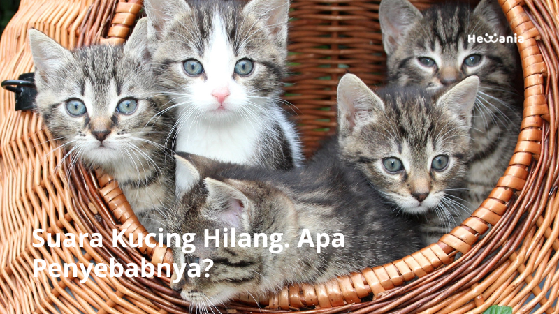 Suara Kucing Hilang. Apa Penyebabnya?