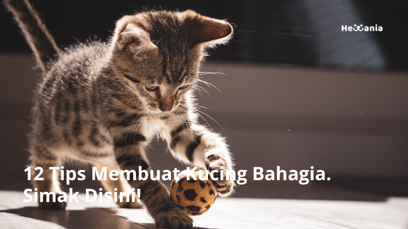 12 Tips Membuat Kucing Bahagia. Simak Disini!