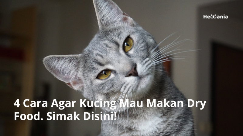 4 Cara Agar Kucing Mau Makan Dry Food. Simak Disini!