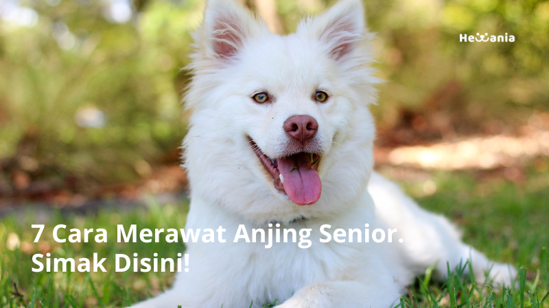 7 Cara Merawat Anjing Senior. Simak Disini!