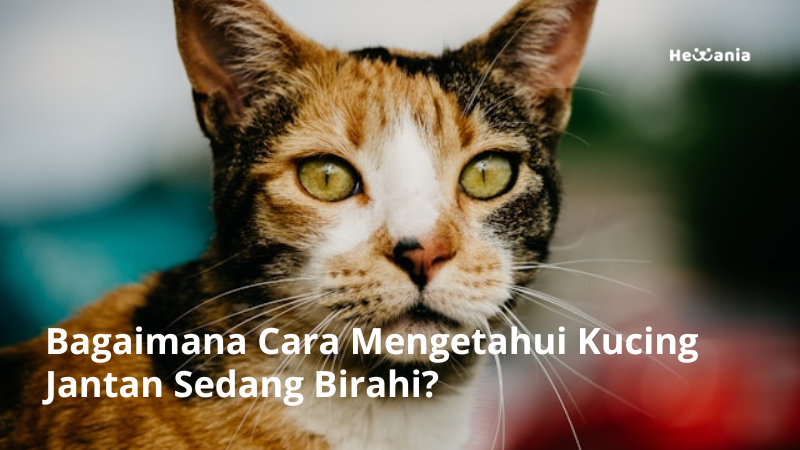 Bagaimana Cara Mengetahui Kucing Jantan Sedang Birahi? Ini Siklus dan Tandanya!