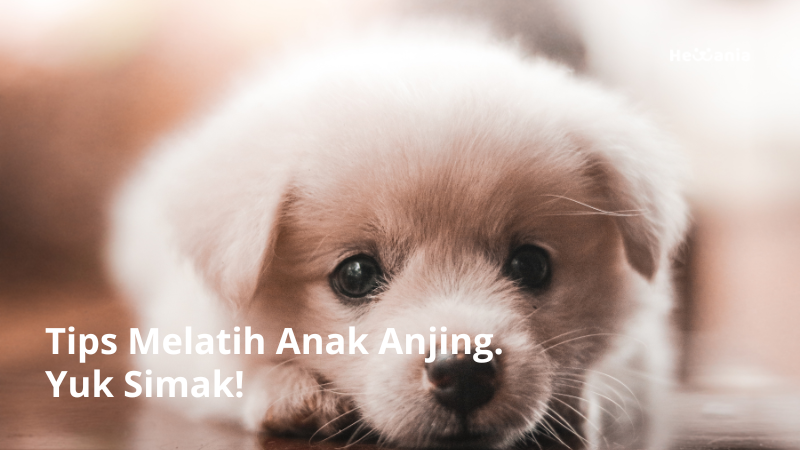 Tips Melatih Anak Anjing. Yuk Simak!