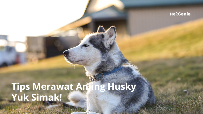 Tips Merawat Anjing Husky