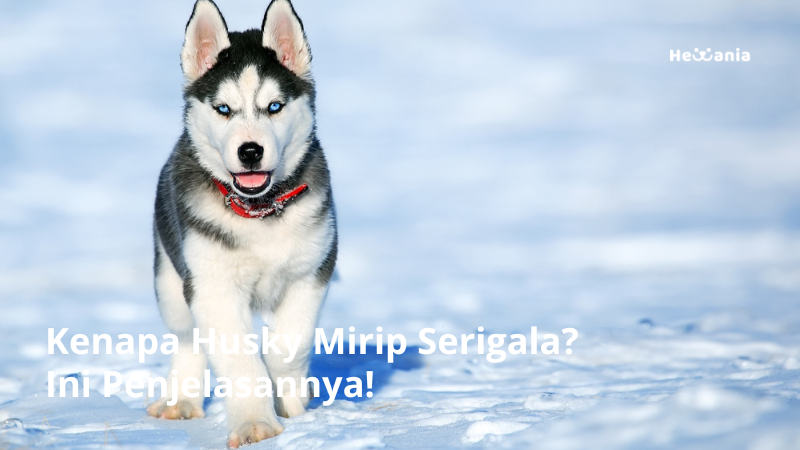 Kenapa Husky Mirip Serigala? Ini Penjelasannya!