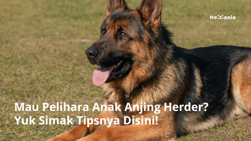 Cara Merawat Anak Anjing Herder. Simak Disini!