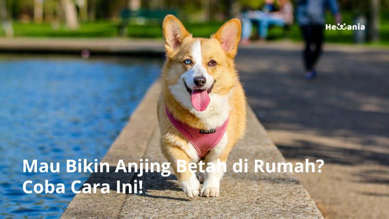 Cara Membuat Anjing Betah Di Rumah.