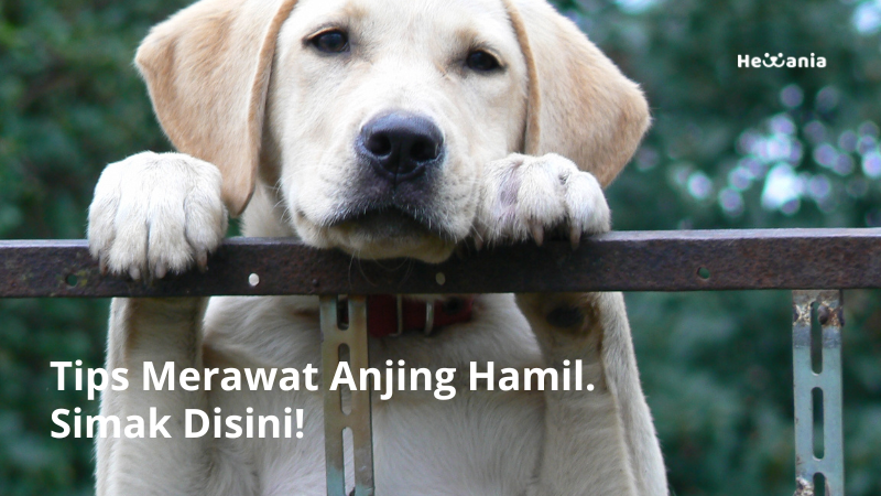 Tips Merawat Anjing Hamil. Simak Disini!