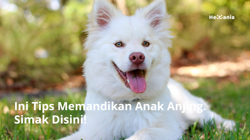 Ini Tips Memandikan Anak Anjing. Simak Disini!