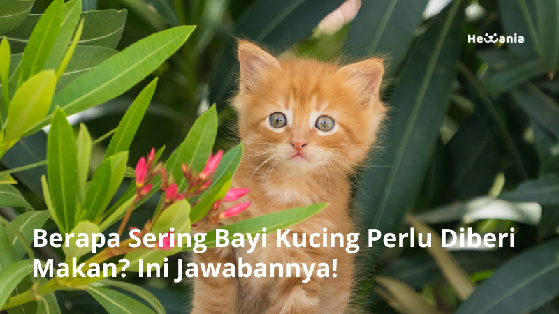 Berapa Sering Bayi Kucing Perlu Diberi Makan? Ini Jawabannya!