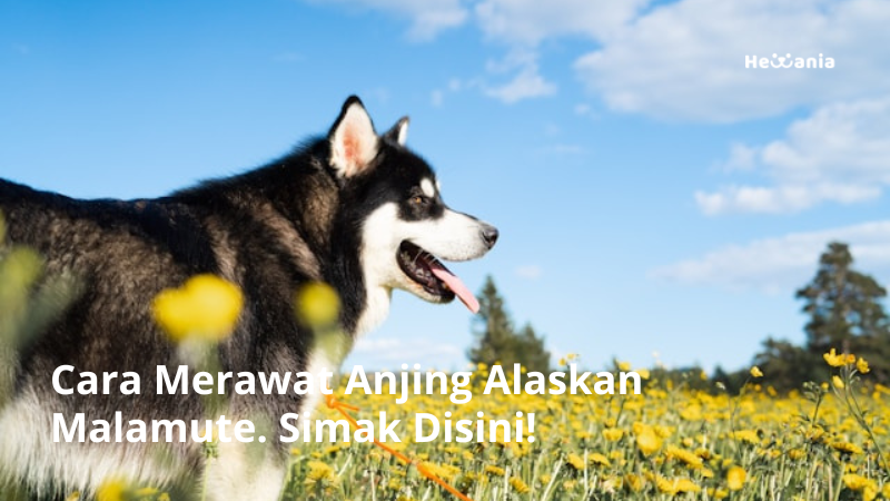 Cara Merawat Anjing Alaskan Malamute. Simak Disini!