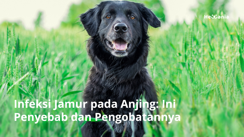 Infeksi Jamur pada Anjing: Ini Penyebab dan Pengobatannya