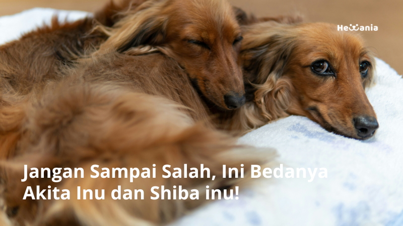 Berapa Jam Anjing Harus Tidur? iNI Faktor yang Mempengaruhinya!