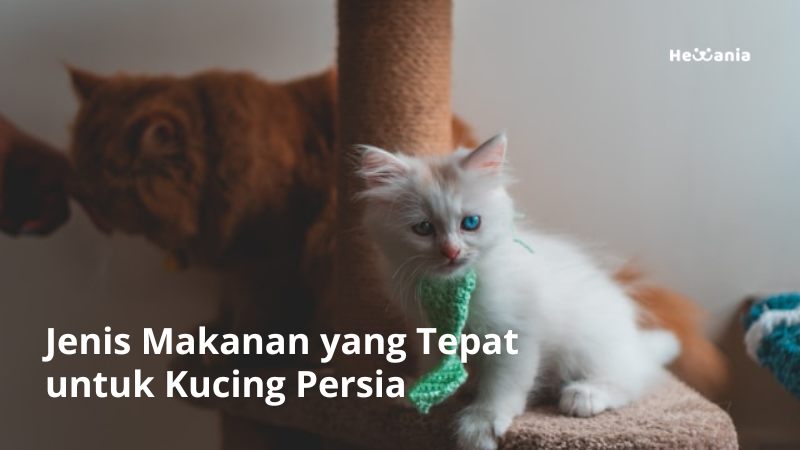 Jenis Makanan yang Tepat untuk Kucing Persia