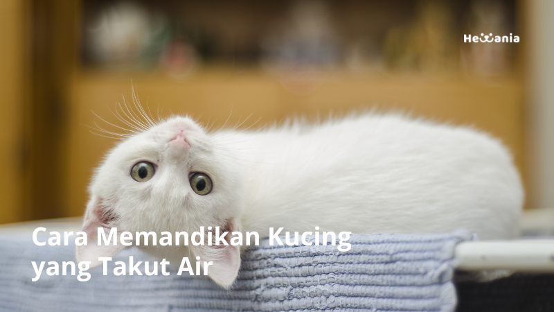 Cara Memandikan Kucing yang Takut Air