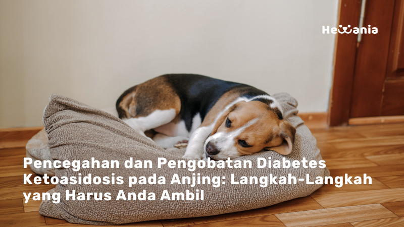 Diabetes Ketoasidosis pada Anjing: Memahami, Mencegah, dan Mengobati