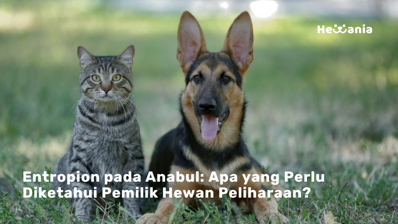 Entropion Pada Anjing Dan Kucing: Panduan Lengkap Bagi Pemilik Hewan Peliharaan