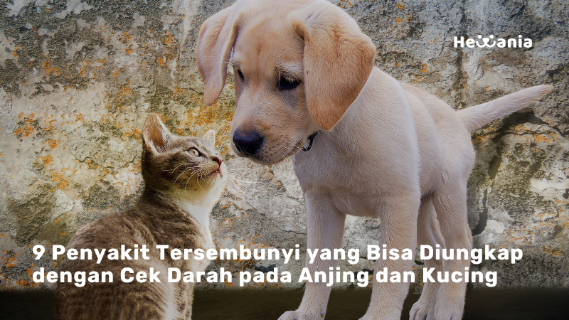 9 Penyakit yang Bisa Ditemukan Lewat Cek Darah pada Anjing dan Kucing