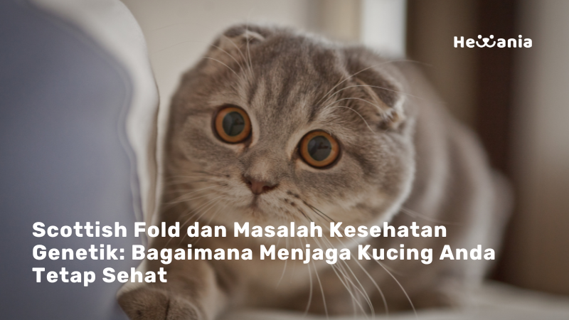 Penyakit Genetik Kucing Scottish Fold