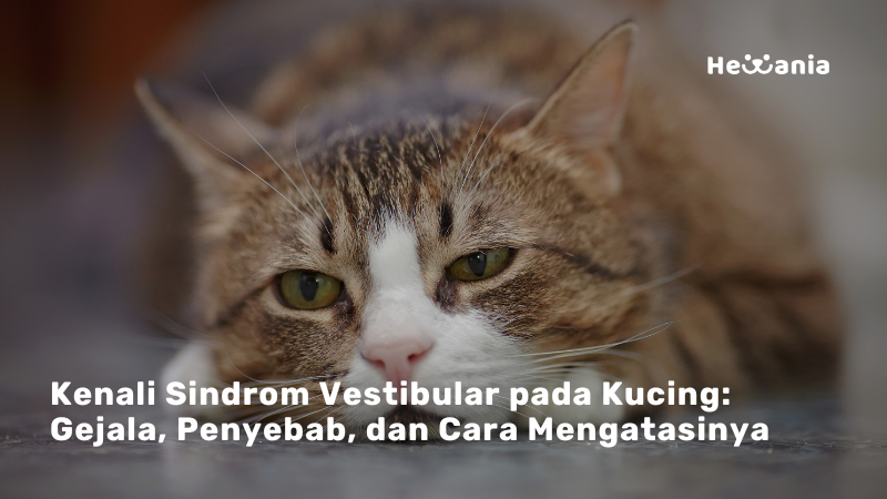 Sindrom Vestibular pada Kucing: Gejala, Penyebab, Diagnosis, Pengobatan, dan Pencegahan