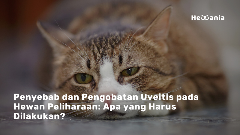 Uveitis pada Hewan Peliharaan: Penyebab, Gejala, Pengobatan, dan Pencegahan