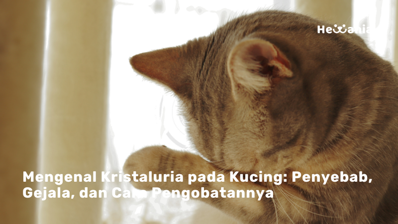 Kristaluria Pada Kucing: Penyebab, Gejala, Diagnosis, Pengobatan, Dan Pencegahan