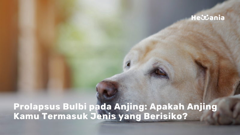 Prolapsus Bulbi: Cek Apakah Anjing Kamu Termasuk Jenis Yang Rentan