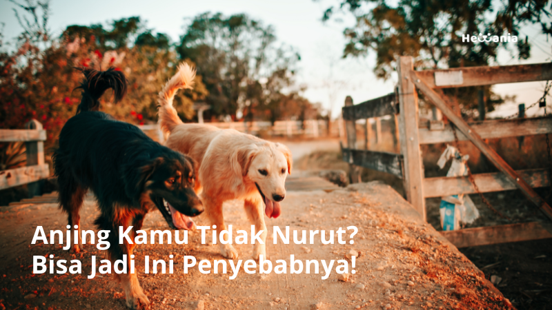 12 Penyebab Anjing Tidak Nurut. Apa Saja?