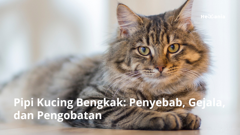 Pipi Kucing Bengkak: Penyebab, Gejala, dan Pengobatan